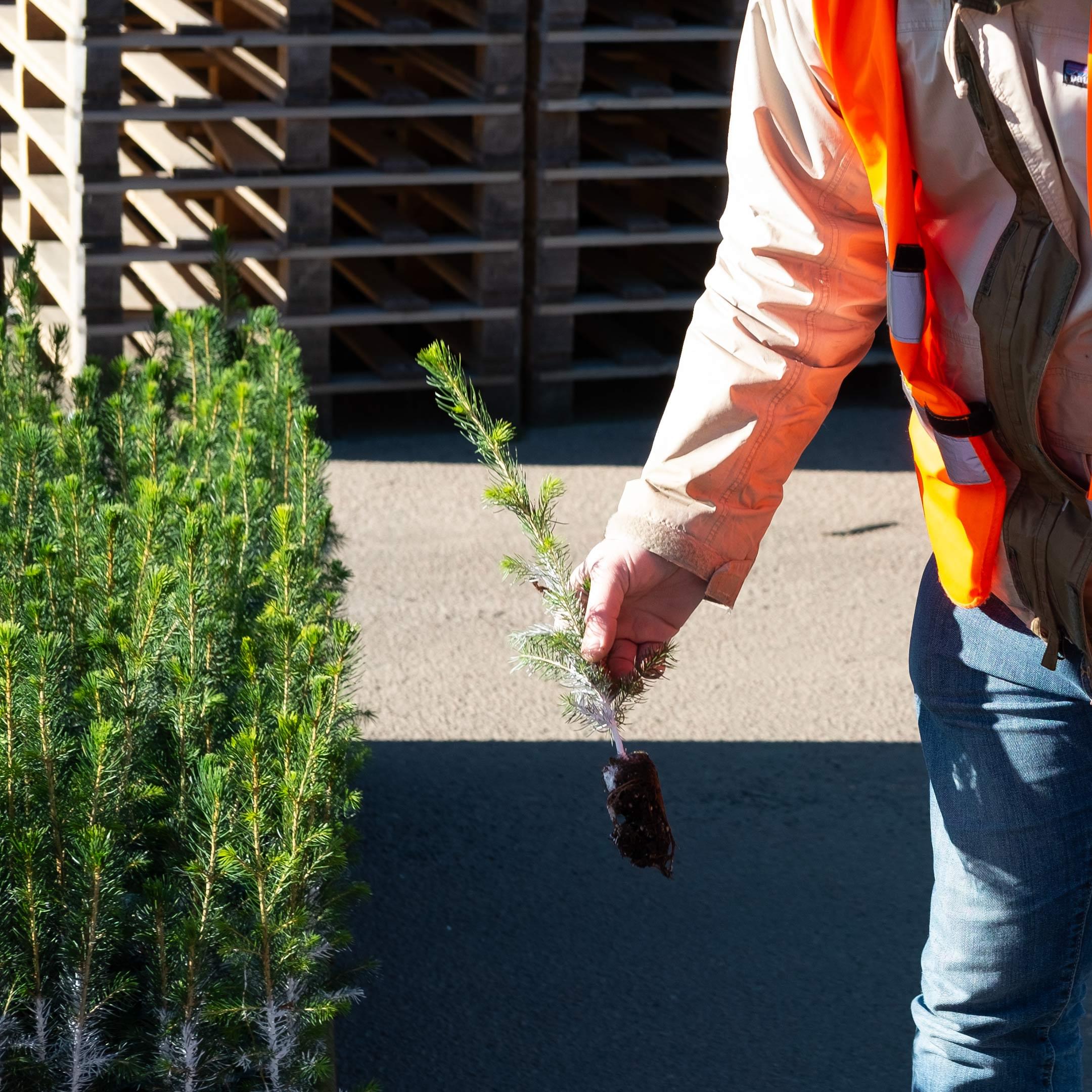 Hand som plockat upp en trädplanta från en asfalterad mark. På marken där handen plockat upp plantan finns det flera plantor som står i en rad.
